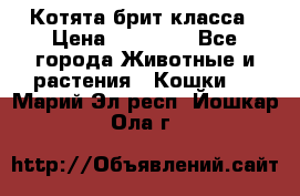 Котята брит класса › Цена ­ 20 000 - Все города Животные и растения » Кошки   . Марий Эл респ.,Йошкар-Ола г.